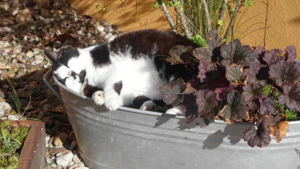 Katze in bepflanzter Zinkwanne